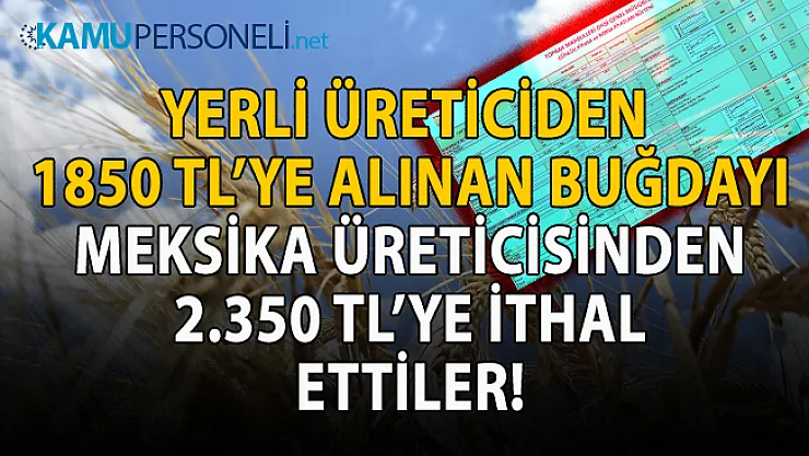 2020 yılı Eylül ayı Yerli ve ithal buğday fiyatları!