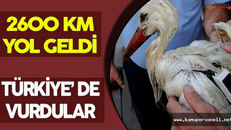 2600 KM Yol Geldi, Türkiye' de Vurdular