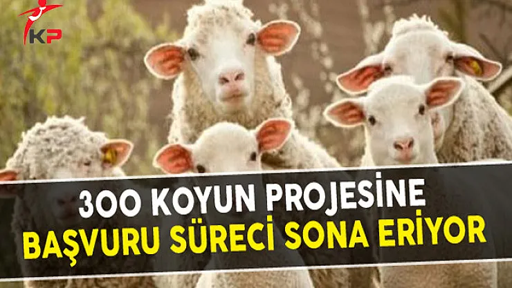 300 Koyun Projesine Başvuru Süreci Sona Eriyor