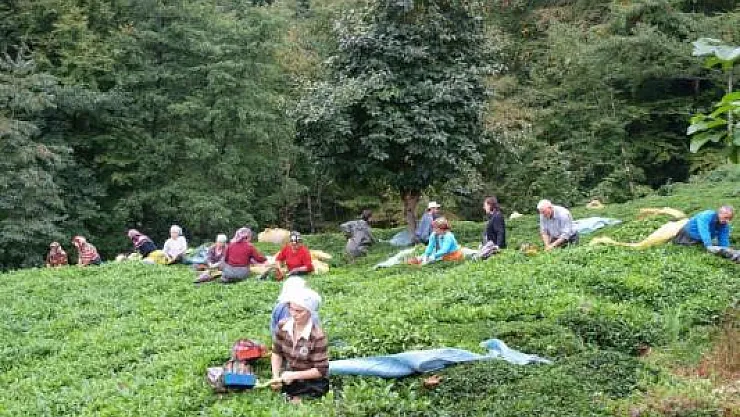 4 ilde yapılacak çay hasadı için işçi arayışı sürüyor!