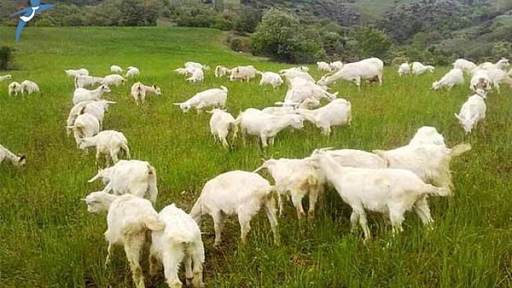5 Bin TL Maaş, Lojman ve Sigorta İle Çoban Bulunamıyor