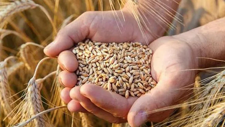 52 milyon 250 bin ton buğday ithal edildi!