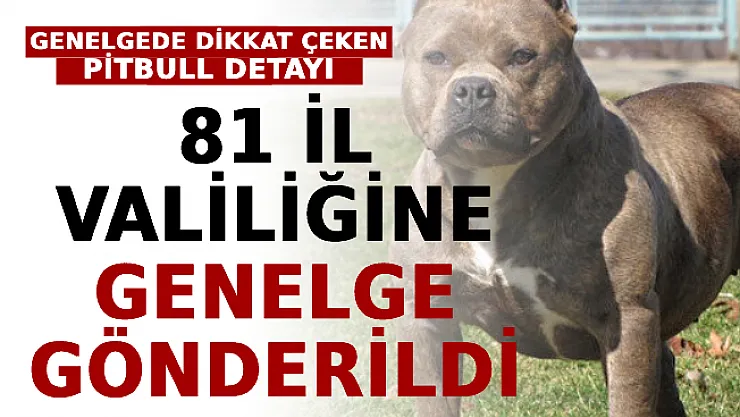 81 İl Valiliğine Genelge Gönderildi: 17 Maddelik Genelgede Pitbull Detayı Dikkat Çekti
