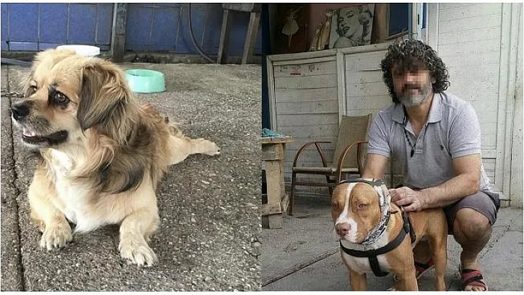 Adana'da dehşet olay! Havlayan köpekleri ve sahibini bıçakladılar