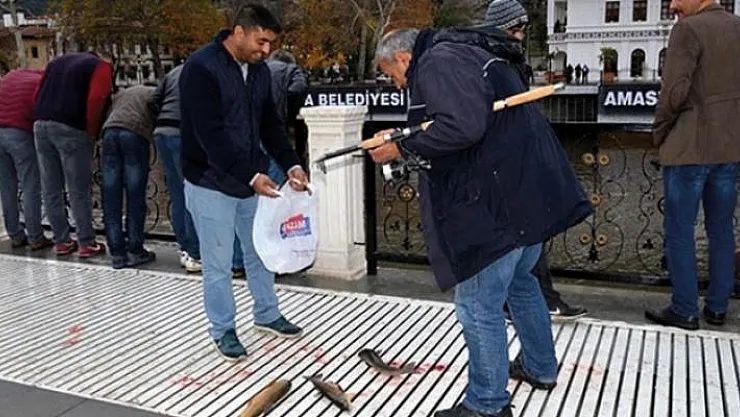 Amasya Yeşilırmak'ta toplu balık ölümleri- Belediye vatandaşları anosla uyardı
