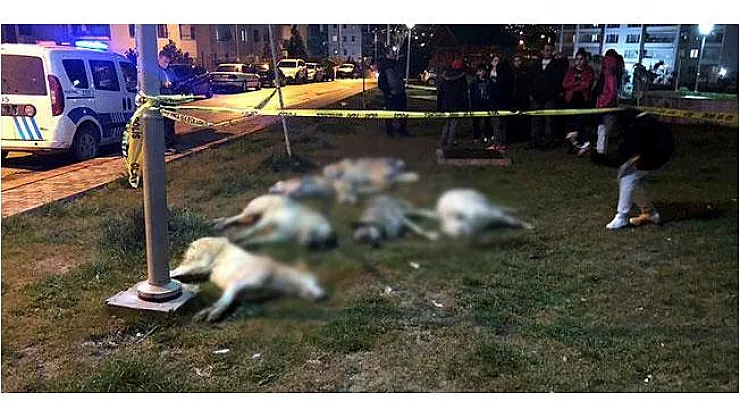 Ankara Batıkent'deki Köpek Zehirlenmesi Olayında 3 Gözaltı