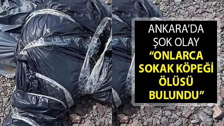 Ankara Çubuk'ta Onlarca Sokak Köpeği Ölüsü Bulundu! Ankara'da Köpek Katliamı