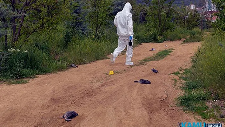 Ankara'da Nesli Tükenme Tehlikesi Bulunan 25 Çinçillayı Zehirlediler!