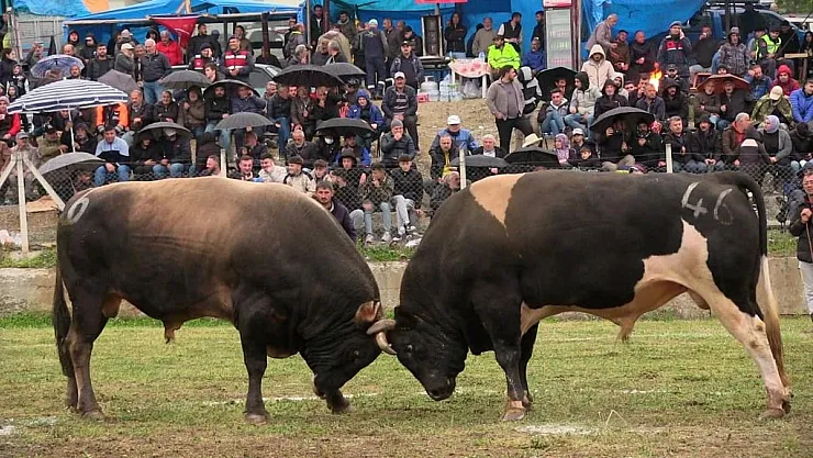 Artvin'de Boğa Güreşleri Festivali Renkli Görüntülere Sahne Oldu