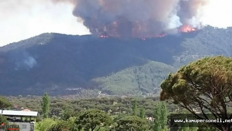 Aydın'da Çıkan Yangında Karaçam Ormanları Zarar Gördü
