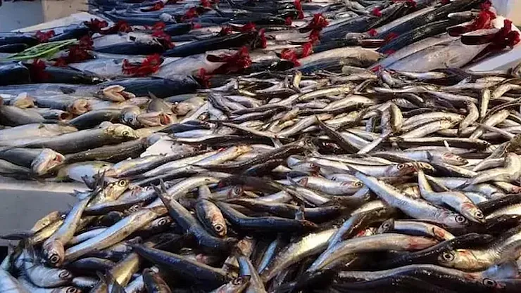Balıkçılar Eylemi Sona Erdirdi Hamsi Fiyatları Düşmüyor