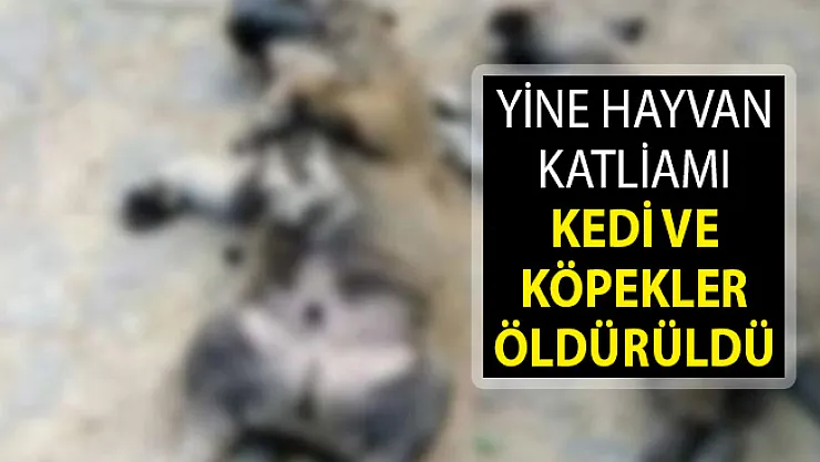 Balıkesir'de Hayvan Katliamı! Kedi ve Köpekler Öldü