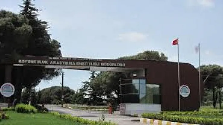 Bandırma Koyunculuk Araştırma Enstitüsü Müdürlüğü personel alım ilanı!