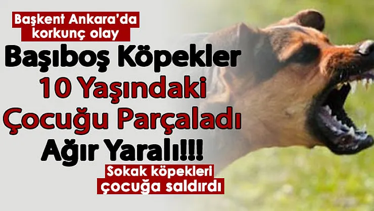 Başkent Ankara'da korkunç olay! Başıboş köpekler 10 yaşındaki çocuğu parçaladı: Ağır yaralandı