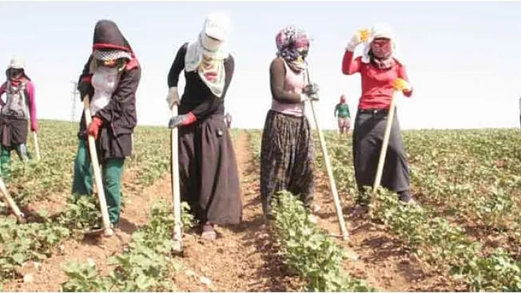 Belediye çiftçinin satamadığı ürünü alıp ihtiyaç sahiplerine dağıtacak!