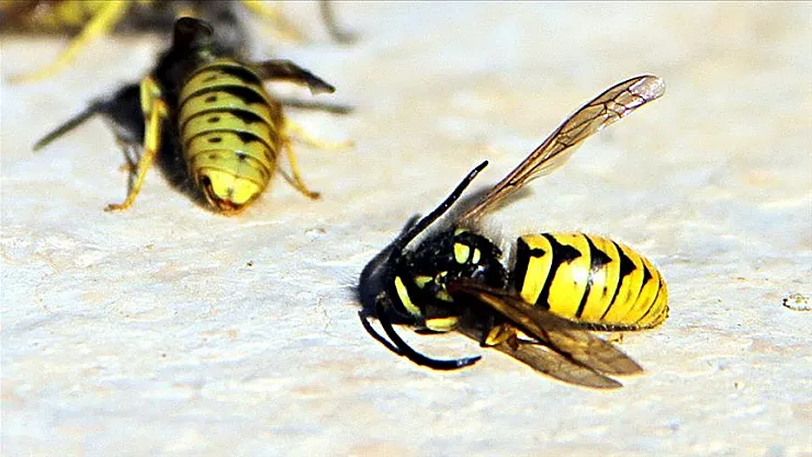 Bilim insanları arılar üzerinde yeni bir keşif yaptı! Arıların kendilerinden daha deneyimli arılara gözlemleyerek bulmaca çözmeyi öğrendikleri ortaya çıktı!