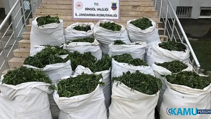 Bingöl'de 1 ton 280 kilogram esrar ve 501 bin 700 kök Hint keneviri ele geçirildi