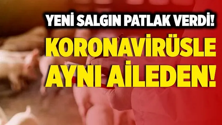 Bir bu eksikti! Yeni salgın başladı! Hem de koronavirüs aynı aileden!