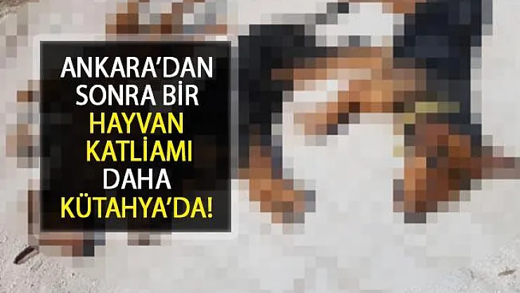 Bir Hayvan Katliamı Daha... Kütahya'da Zehirlenen 10 Köpek Öldü