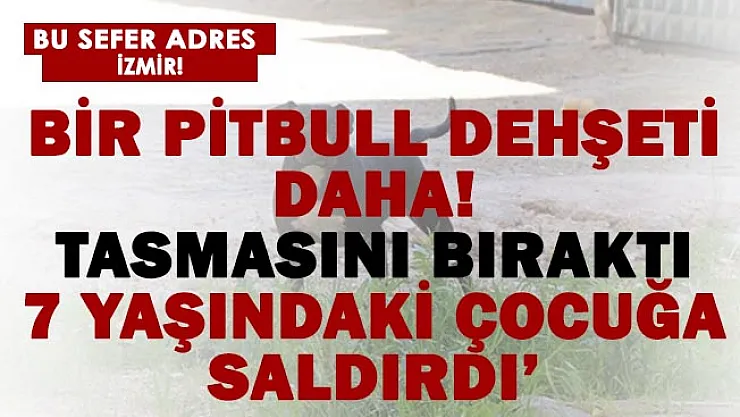 Bir pitbull dehşeti daha! 7 yaşındaki çocuğa saldırdı!