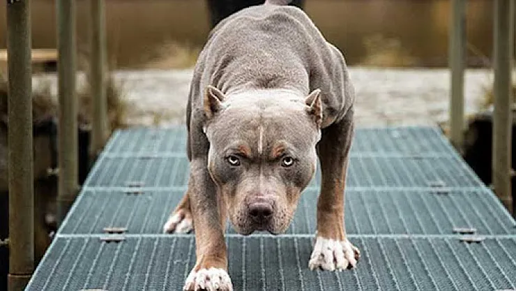 Bir Pitbull faciası daha! 8 yaşındaki çocuk yüzünden, karnından ve bacağından ısırıldı