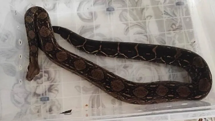 Boa Yılanı Beslemenin Cezası Ağır!