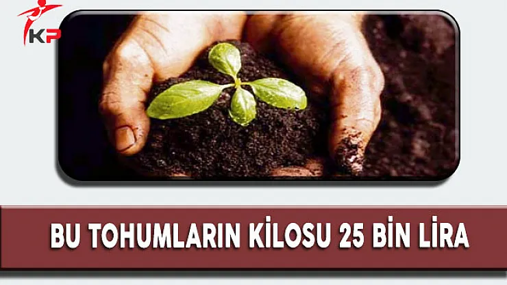 Bu Tohumların Kilosu 25 Bin Liradan Dünya'ya İhraç Ediliyor