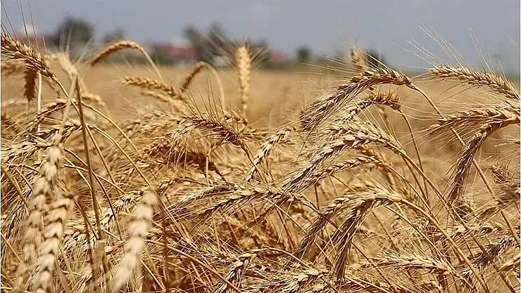 Buğday Piyasası: Yeniden Canlanan Arz Beklentileri Fiyatları Düşürüyor