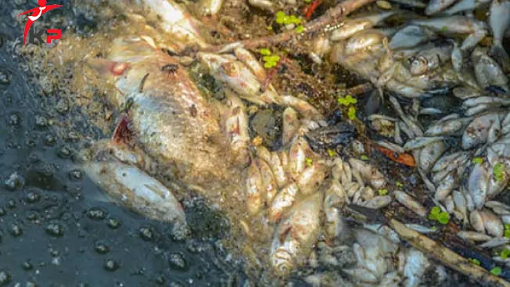 Bursa'da Balık Ölümleri Vatandaşı Korkutuyor