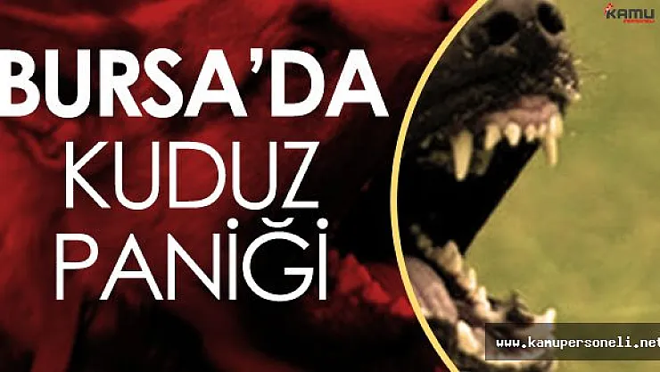 Bursa'da Kuduz Paniği ! Köyler Karantinaya Alındı