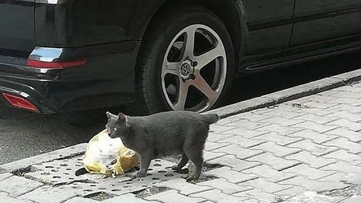 Büyü için kedi kuyruğu- Büyü için kedilerin kuyruklarını kesiyorlar