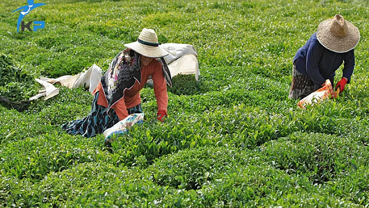 Çaykur 1500 İşçi Alımı Başvuru Tarihleri Açıklandı