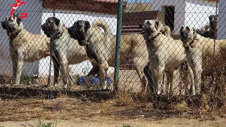 Çevik Kuvvet Toplumsal Olaylara Müdahalede Artık 'Kangal Köpeği' Kullanacak
