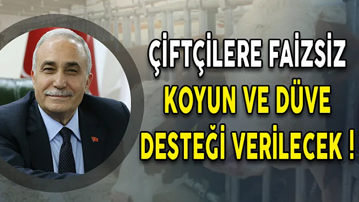 Çiftçilere Faizsiz Koyun ve Düve Desteği Verilecek!