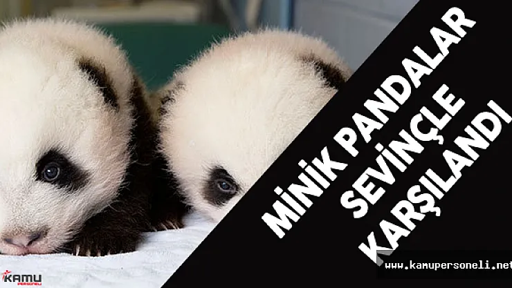 Çin'de İkiz Panda Sevinci