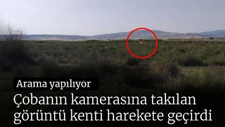 Çobanın kamerasına takılan görüntü kenti harekete geçirdi!