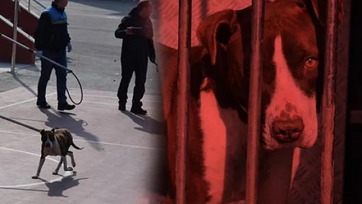 Çorum'da bir ortaokula giren pitbull cinsi köpek, öğrencilere saldırdı