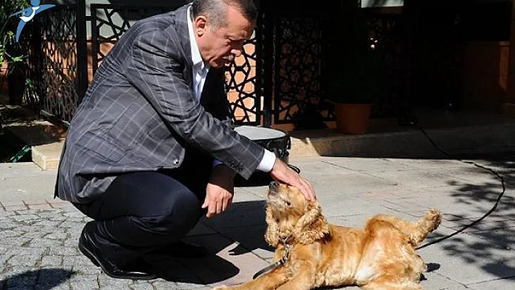Cumhurbaşkanı Erdoğan: Hayvan Hakları Yasası Hala Neyi Bekliyor, Çıkartın Bir An Önce