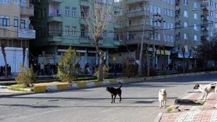 Demirtaş'ın Çağrısına Kulak Asan Olmadı