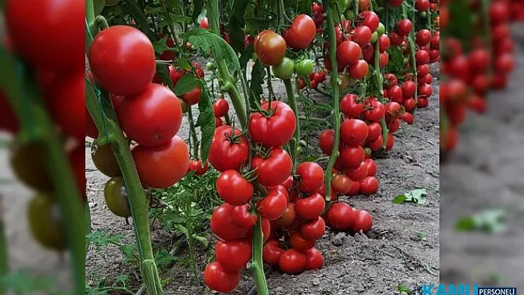 Domates fiyatları düşüyor mu? Yaz domatesi fiyatları ne kadar olacak?