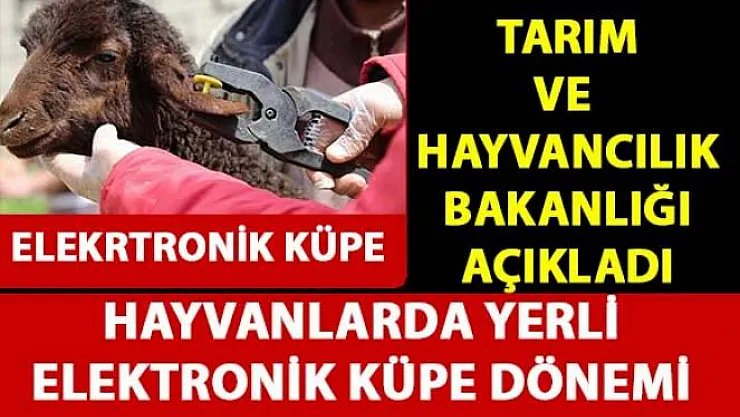 Elektronik küpelerin test çalışmalarına büyükbaş hayvanlarda başlanacak