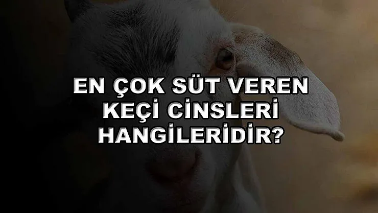 En Çok Süt Veren Keçi Cinsleri Hangileridir?