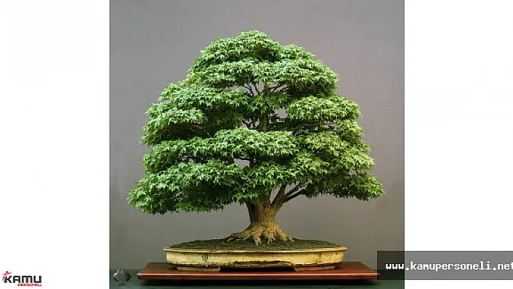 EXPO 2016 Antalya'da,  Japonya 140 Yıllık Bonsai Sergiliyor