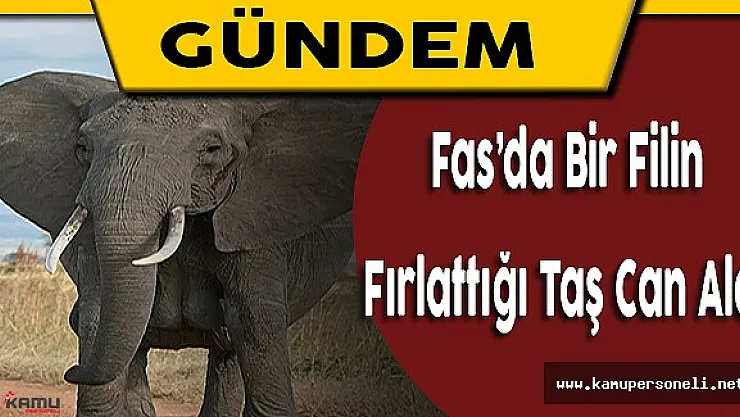 Fas'da Bir Filin Fırlattığı Taş Can Aldı