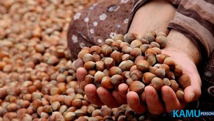 Fındık fiyatları düştü! Üretici zararda..Fındık fiyatları neden düşüyor?