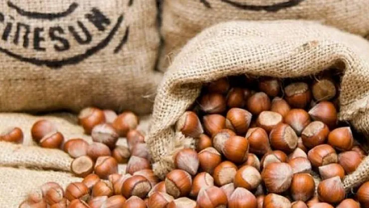 Giresun yeni sezon fındığın kilosu ne kadar?