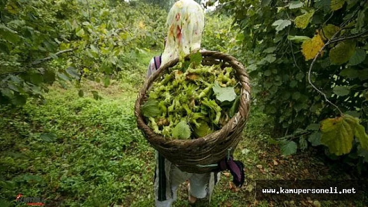 Giresun'da Üreticiler Fındık Hasadına Başladı