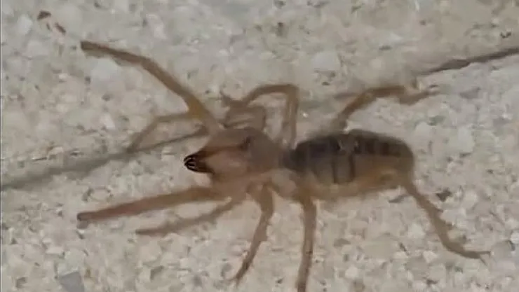 Havalar Isındı, Tehlike Ortaya Çıktı! Etle Beslenen Zehirli Sarıkız Örümceği Korkutuyor