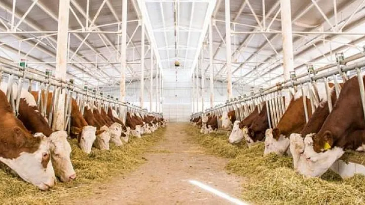 Hayvancılık Yatırımları İçin Yüzde 50 Hibe Desteği Verilecek