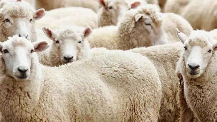 İl il kurbanlık fiyatları belli oldu! Fiyatları görenler önceden kurbanlık almaya başladı! Büyükbaş, küçükbaş 2022 kurbanlık fiyatları